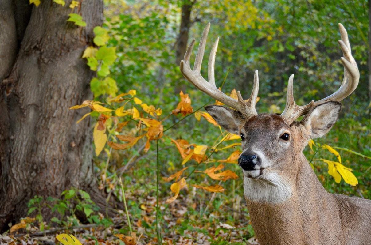 A whitetail buck in the trees, how to stalk the rut concept.