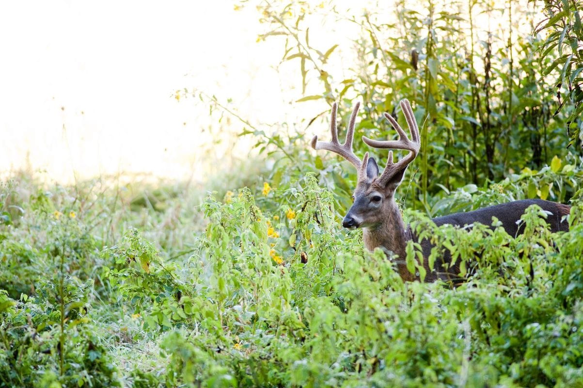 A whitetail buck in a green field, when is deer season Florida concept.