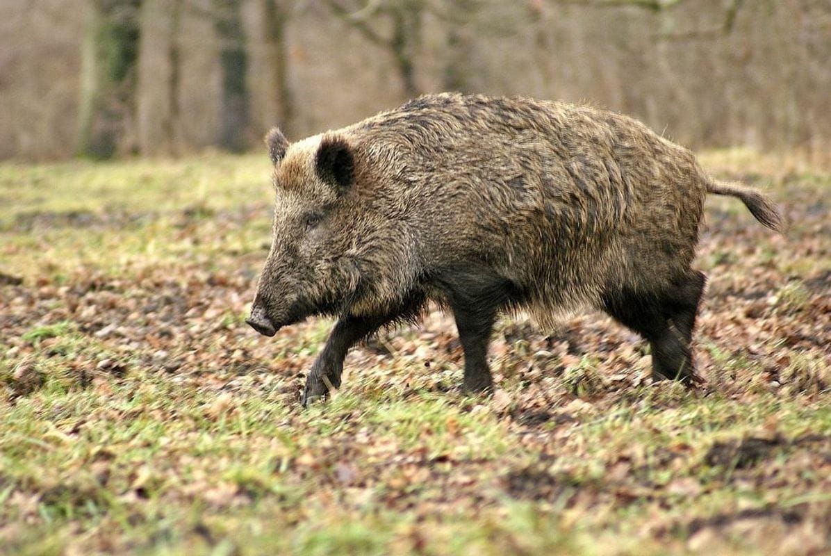 A wild hog in the field, hog hunting concept.