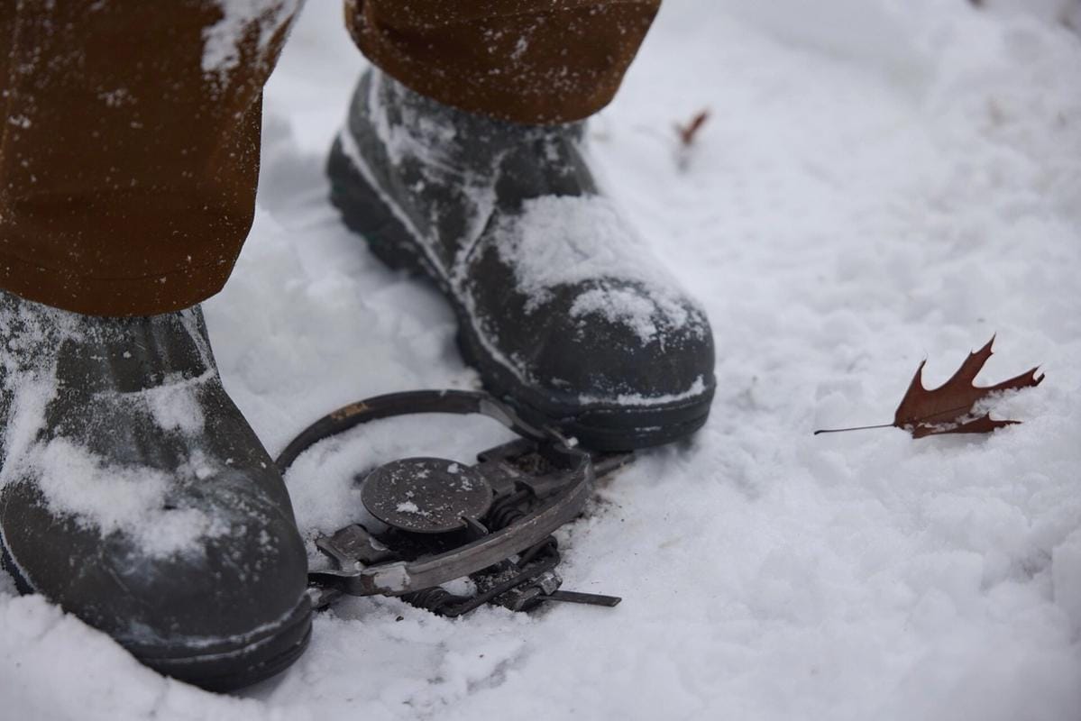 Person setting trap in snow with boots, Michigan trapping season concept.
