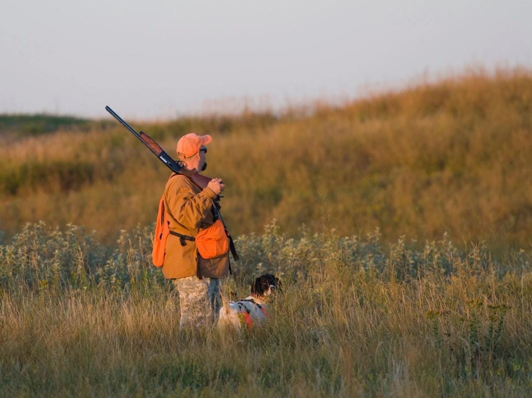 A hunter in blaze orange holding a shotgun with a dog in a field, dove season Georgia concept.