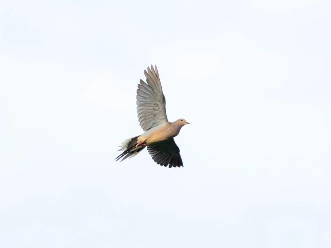 Dove in flight, find dove hunting near me concept.