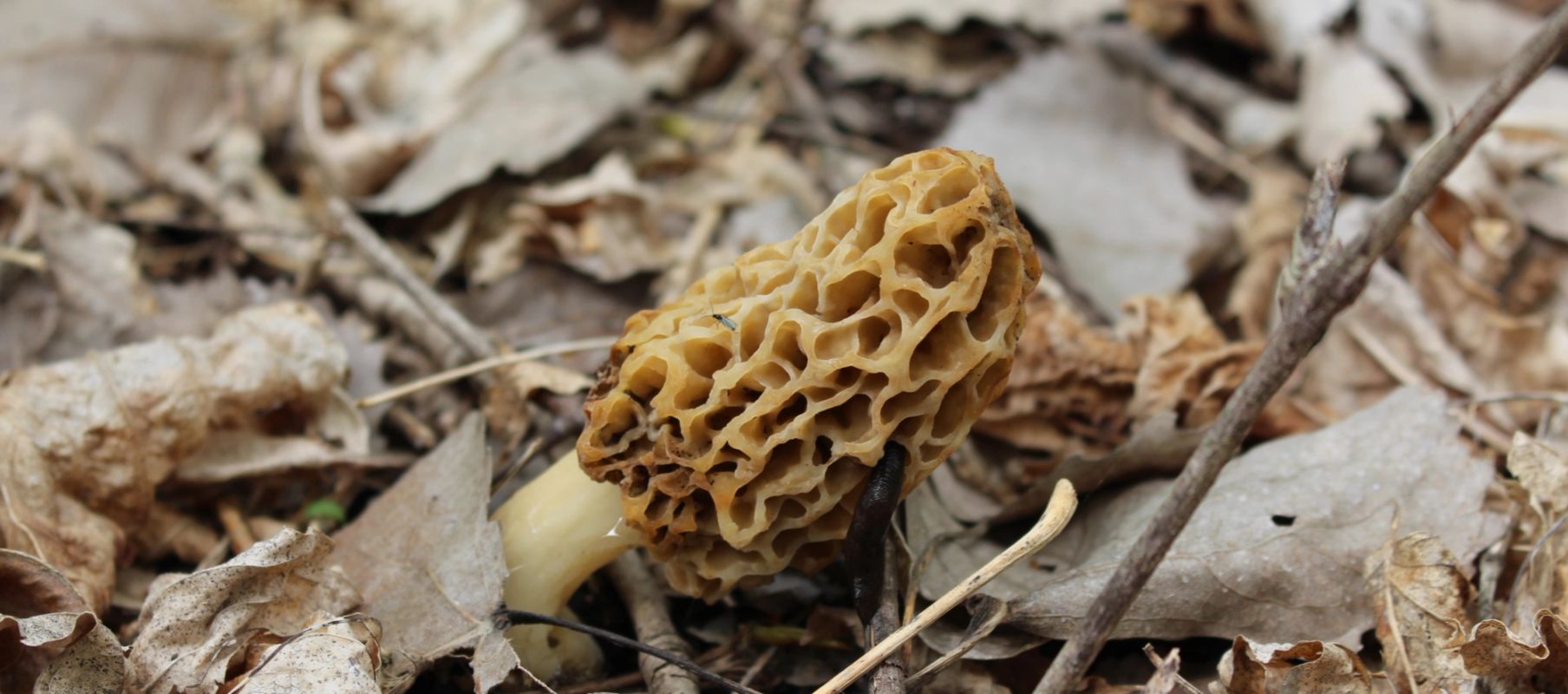 Close-up of a morel mushroom on the ground, morel mushroom hunting concept.
