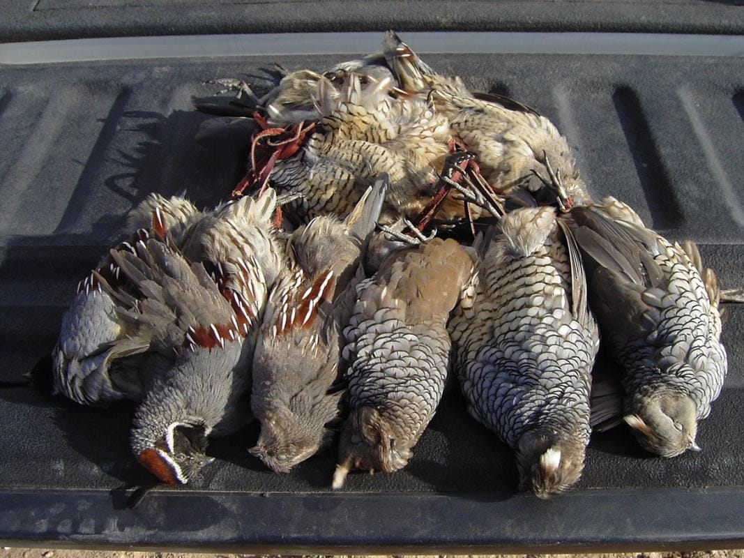Several upland birds in the bed of a truck after a successful hunt, best times for upland bird hunting concept.