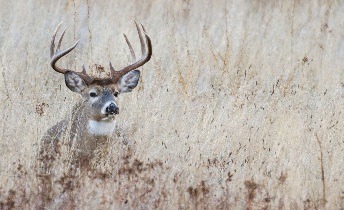A whitetail buck laying in tall grass, NC deer season concept.