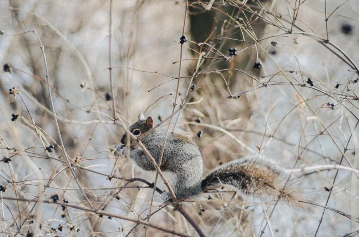 A squirrel sits on a tree limb, winter squirrel hunting concept.