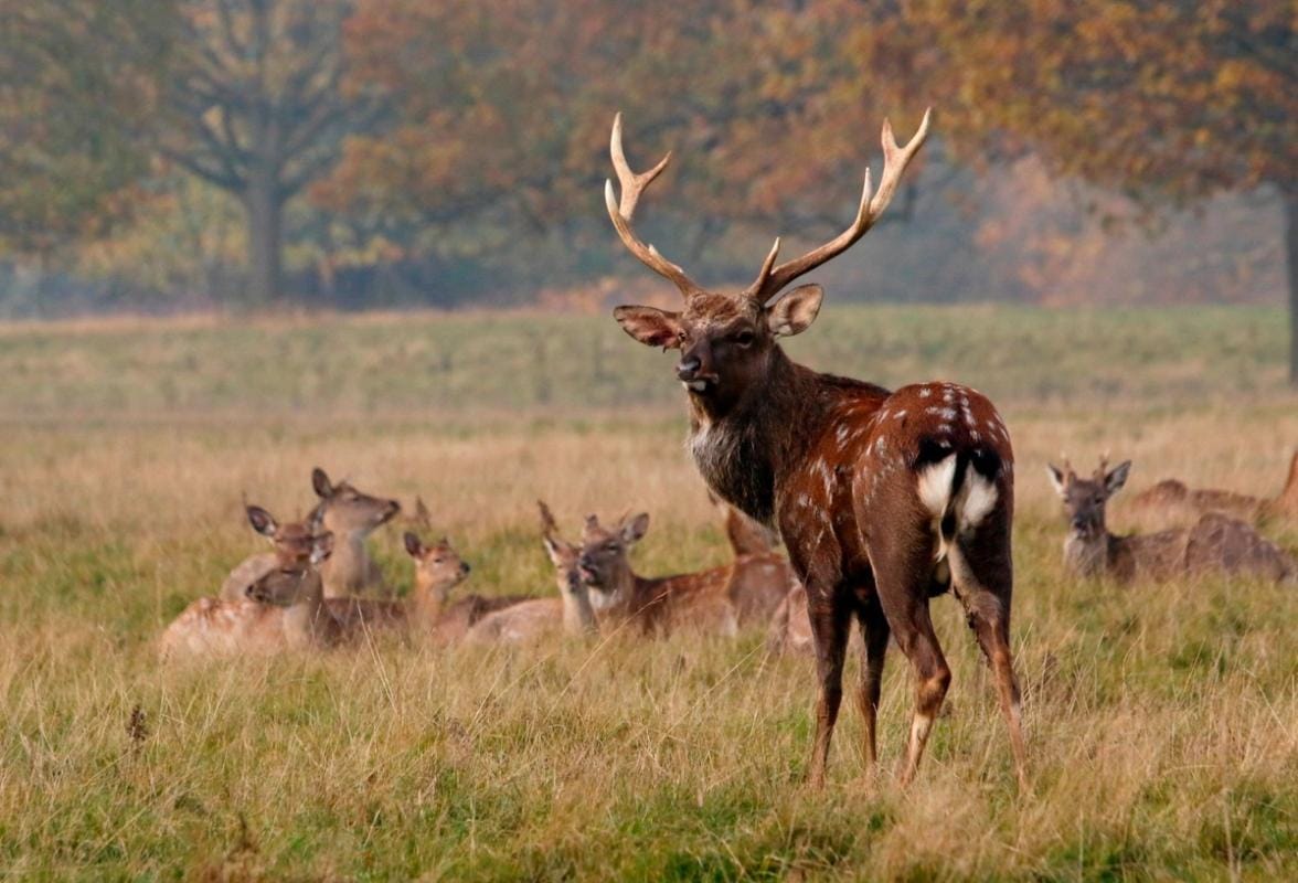 A buck Sika deer standing in front of does laying down.