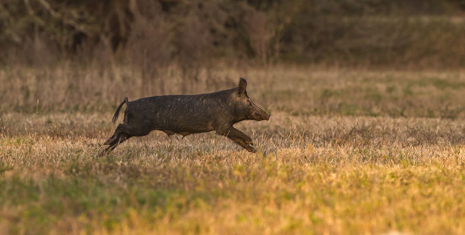A wild hog running across a field, hog hunting gear concept.