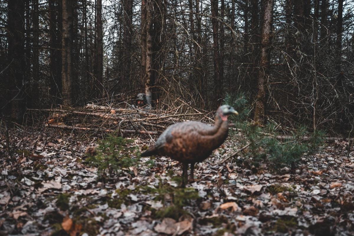 A hunter watches a turkey, how to find a turkey concept.