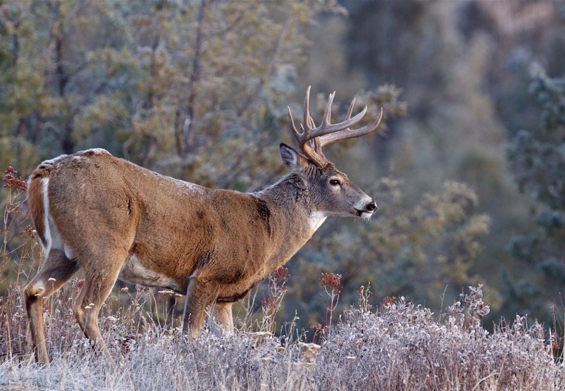 Side view of buck deer with light snow on back, finding bucks after the rut concept.