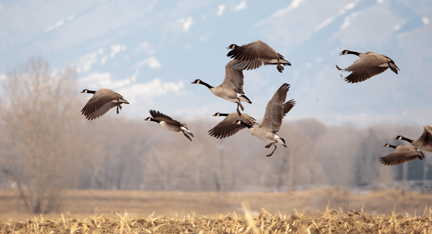 A flock of Canada geese in flight, using decoy spreads for hunting geese concept.