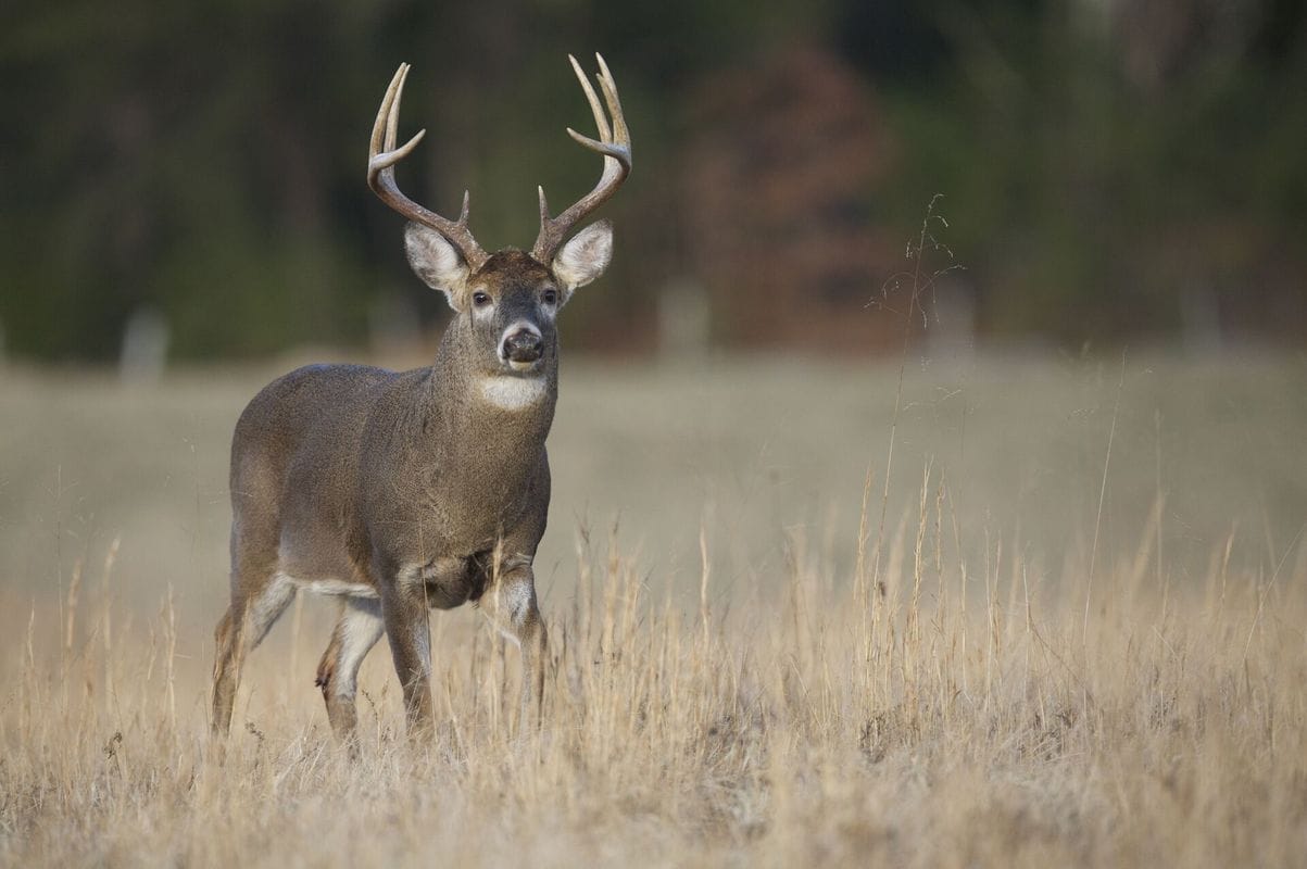 A whitetail buck deer in a field, PA deer season 2025 concept.