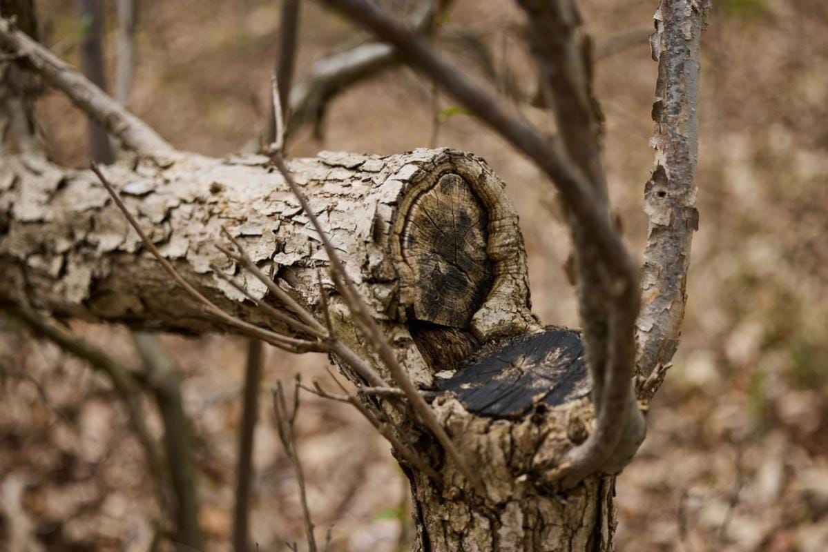 Close-up of a hinge cut on a tree.