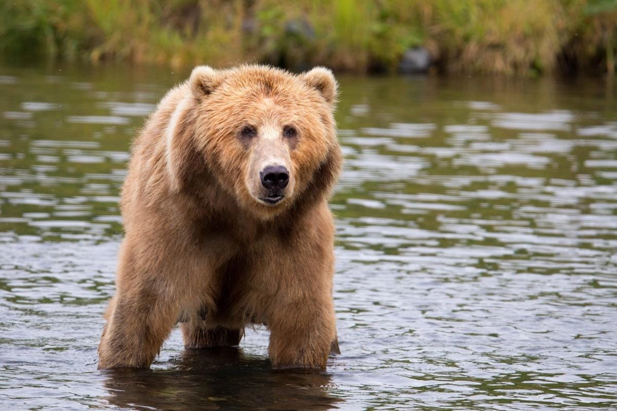 A brown bear in a stream, best time for brown bear hunting concept.