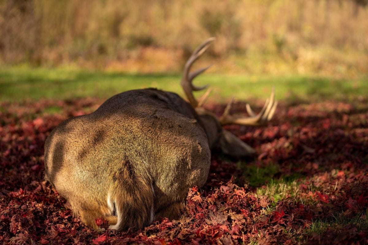 Back of deer on the ground after a hunt.