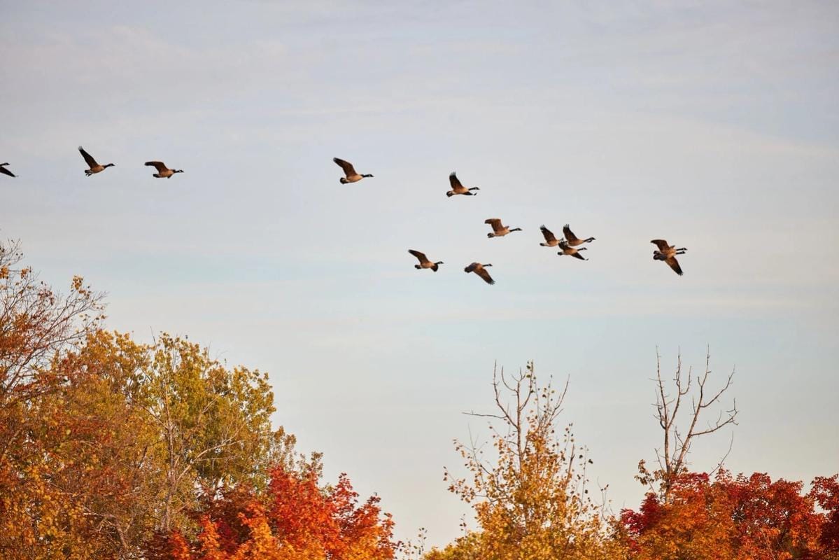 Flock of geese flying overhead, dark goos vs light goose concept.