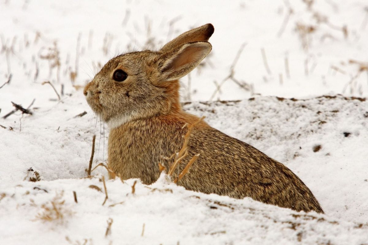 A rabbit in the snow, rabbit hunting concept.