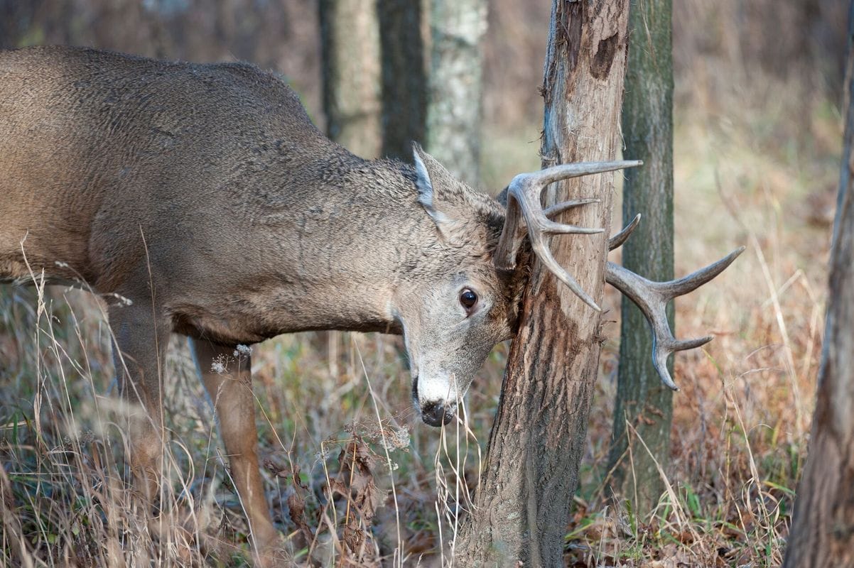 Buck deer rubs antlers on tree, deer rubs and scrapes concept.