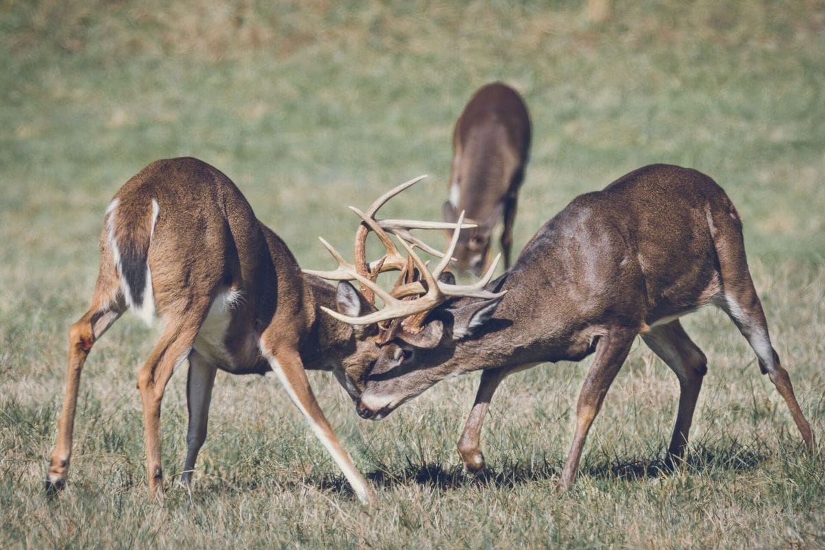 Two buck deer fighting, deer season Georgia 2025 concept.