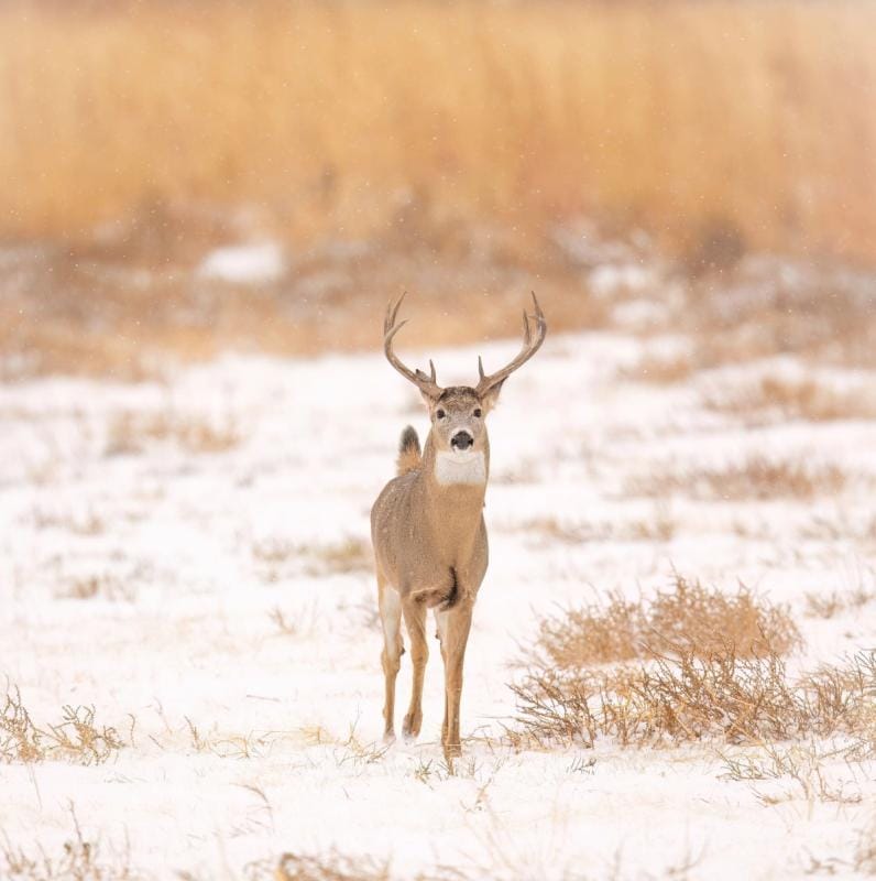 Deer on snowy ground, winter deer hunting concept.