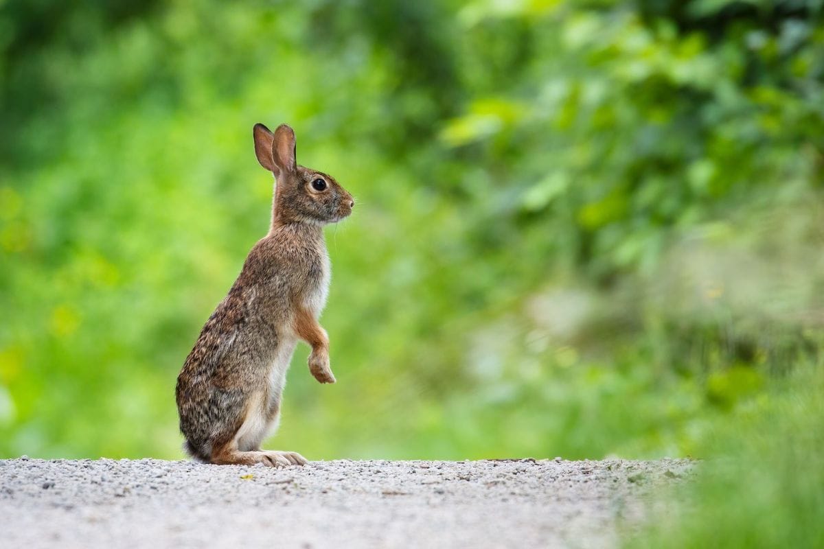 Rabbit standing with greenery in background, how to trap rabbits concept.