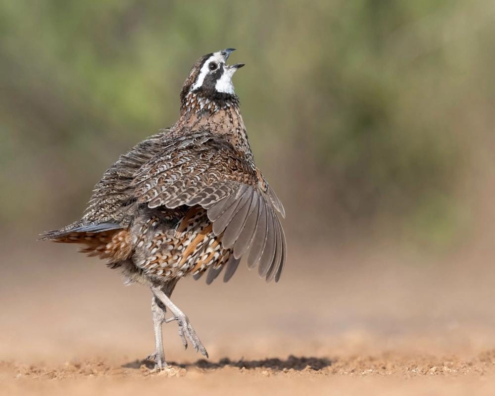 Quail bird walking and chirping on the ground.