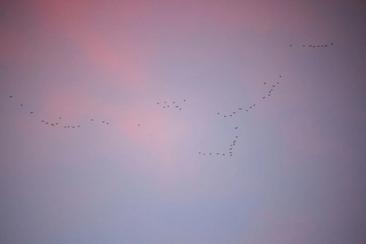 Ducks fly in formation in the distance, how long can ducks fly concept.