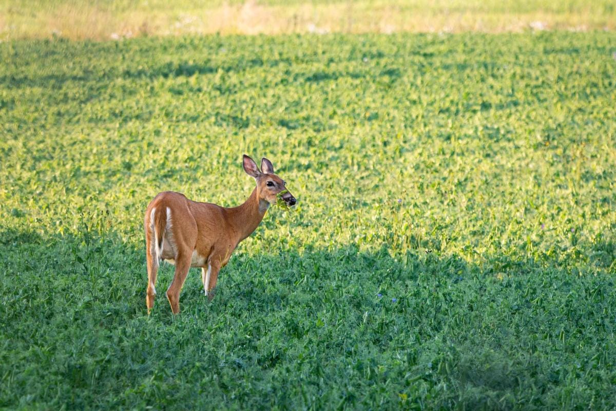 A deer browsing in a food plot.
