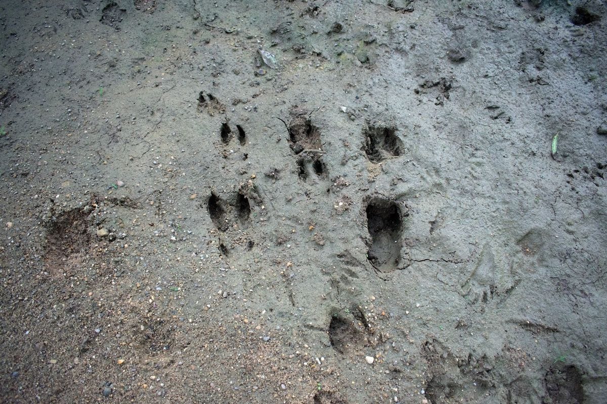 White tail deer tracks in the dirt.