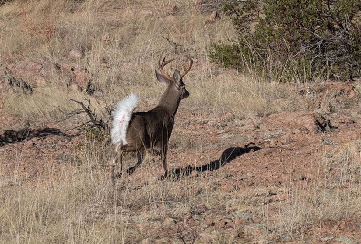 A Coues deer in a field.