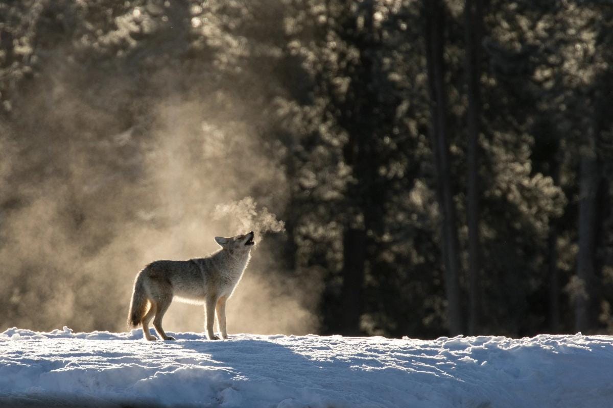 A coyote howls, coyote hunting concept.