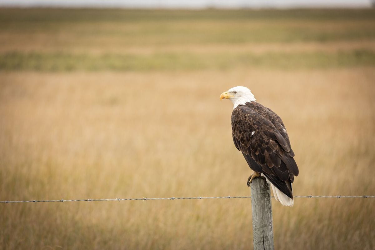 A bald eagle on a fence post, nongame species concept.