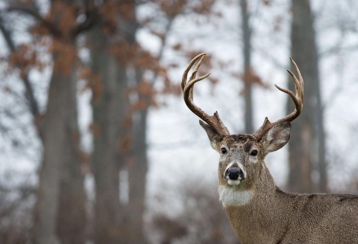 Close-up of a buck in the woods, harvesting post rut bucks.