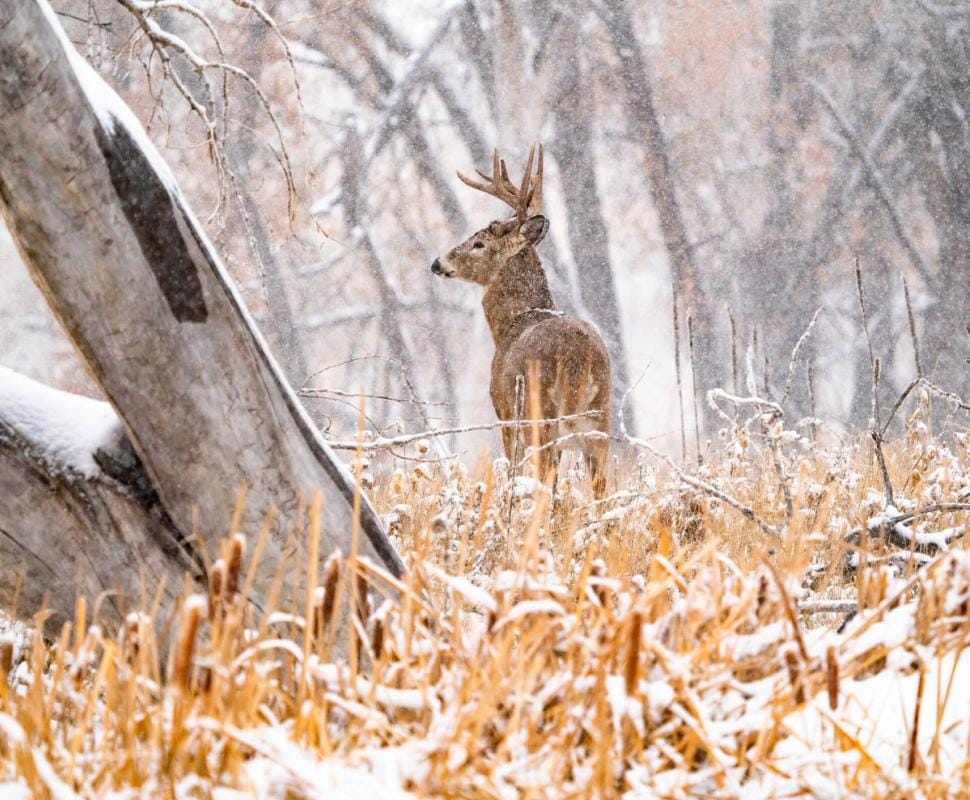 A buck in the trees with snow on the ground, cold weather deer hunting concept.