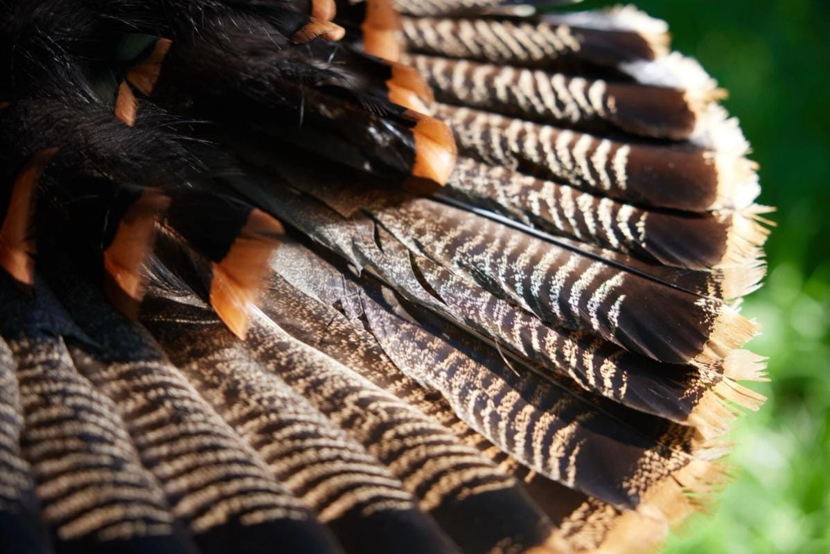Close-up of a turkey tail, heritage turkey vs wild turkey concept.