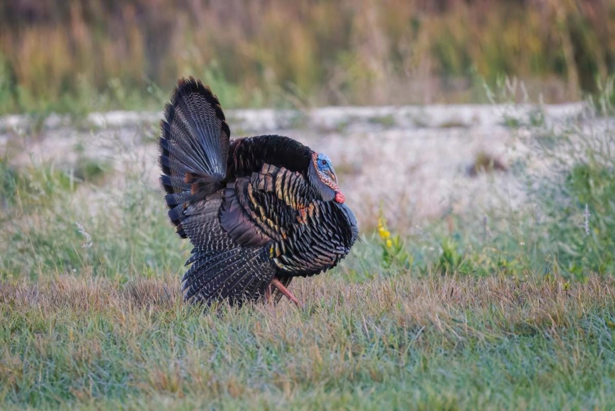An Osceola turkey in a field, Florida turkey season concept.