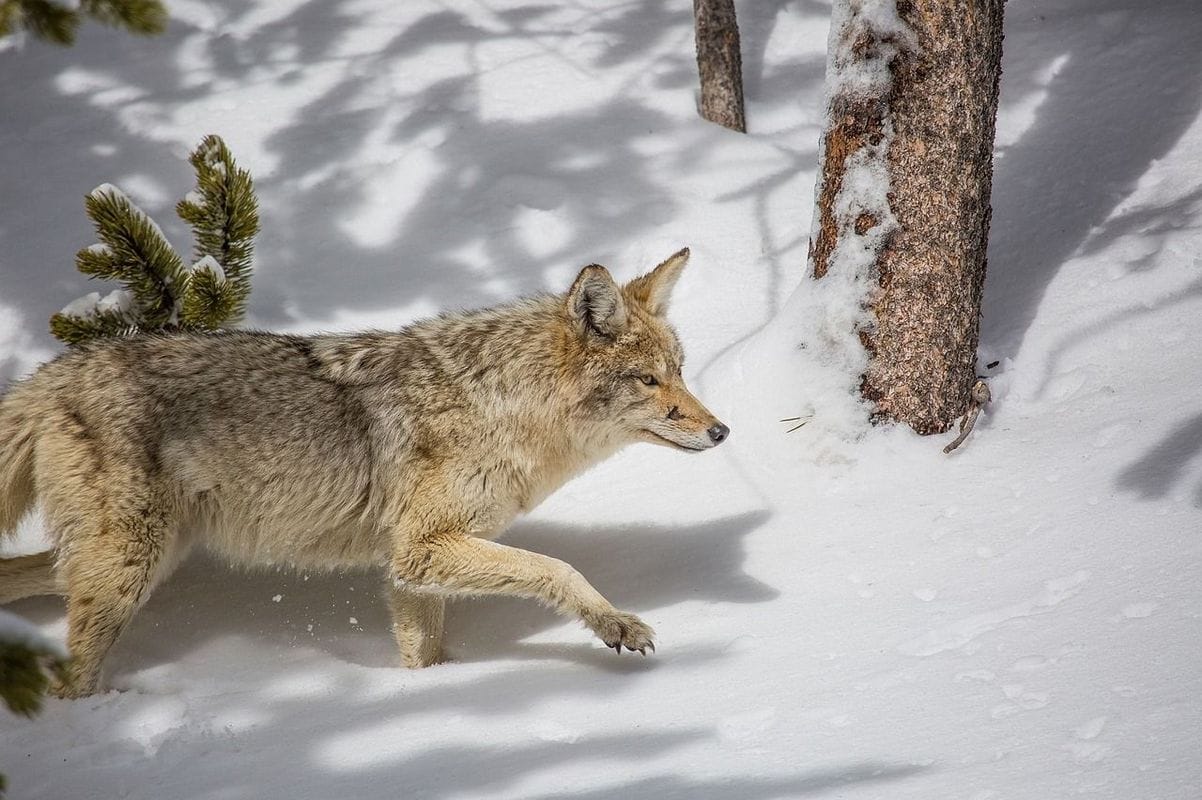 Coyote in the snow, hunting coyote concept.