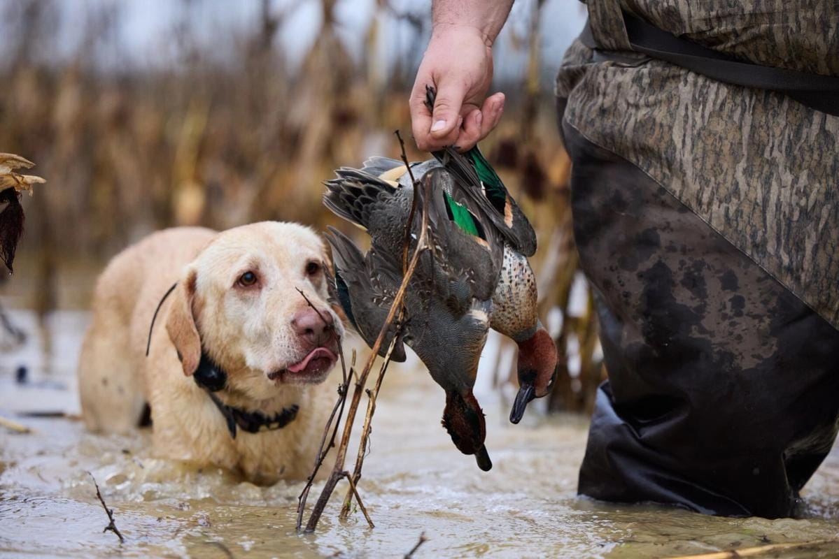 Hunting looks a the duck he retrieved in a hunter's hand, best duck hunting states concept.