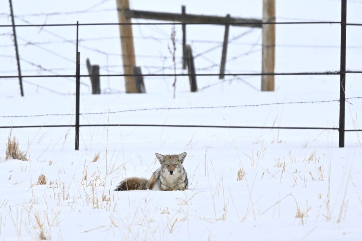 A coyote lays in the snow, wolf vs coyote concept.