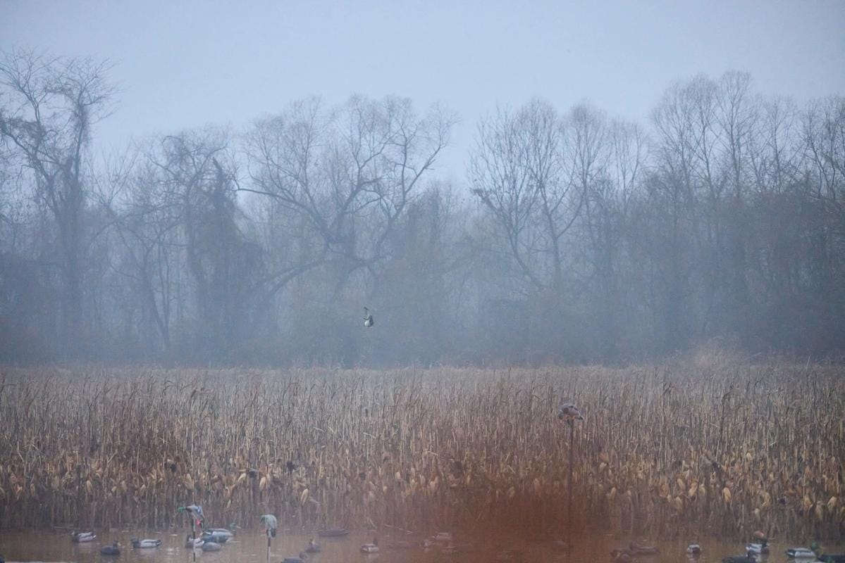 Wide wiew of a waterfowl habitat, when to plan millet for ducks concept.