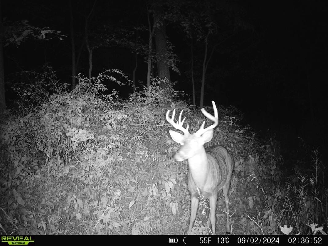 View from a wireless trail cam capturing a buck deer.