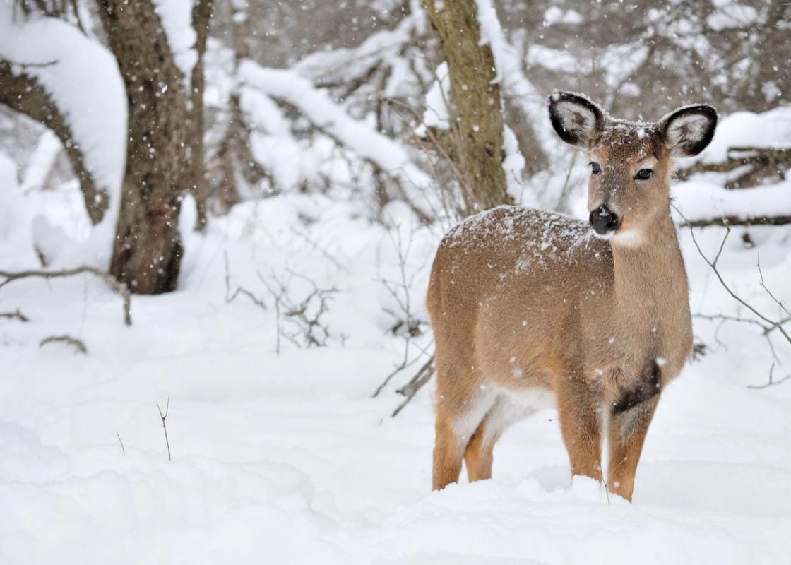 A button buck in the snow.