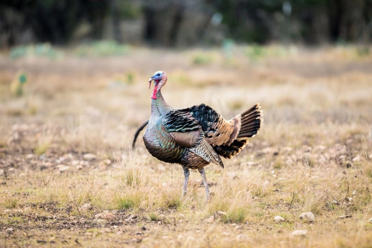 A Rio Grande turkey in a field.