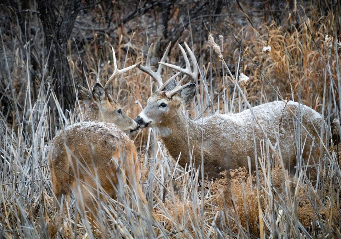 Two bucks in brush and light snow, post-rut deer hunting concept.