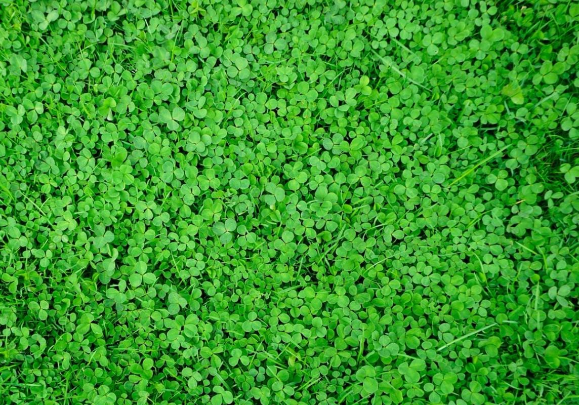 Clover in a field, clover deer food plots concept.