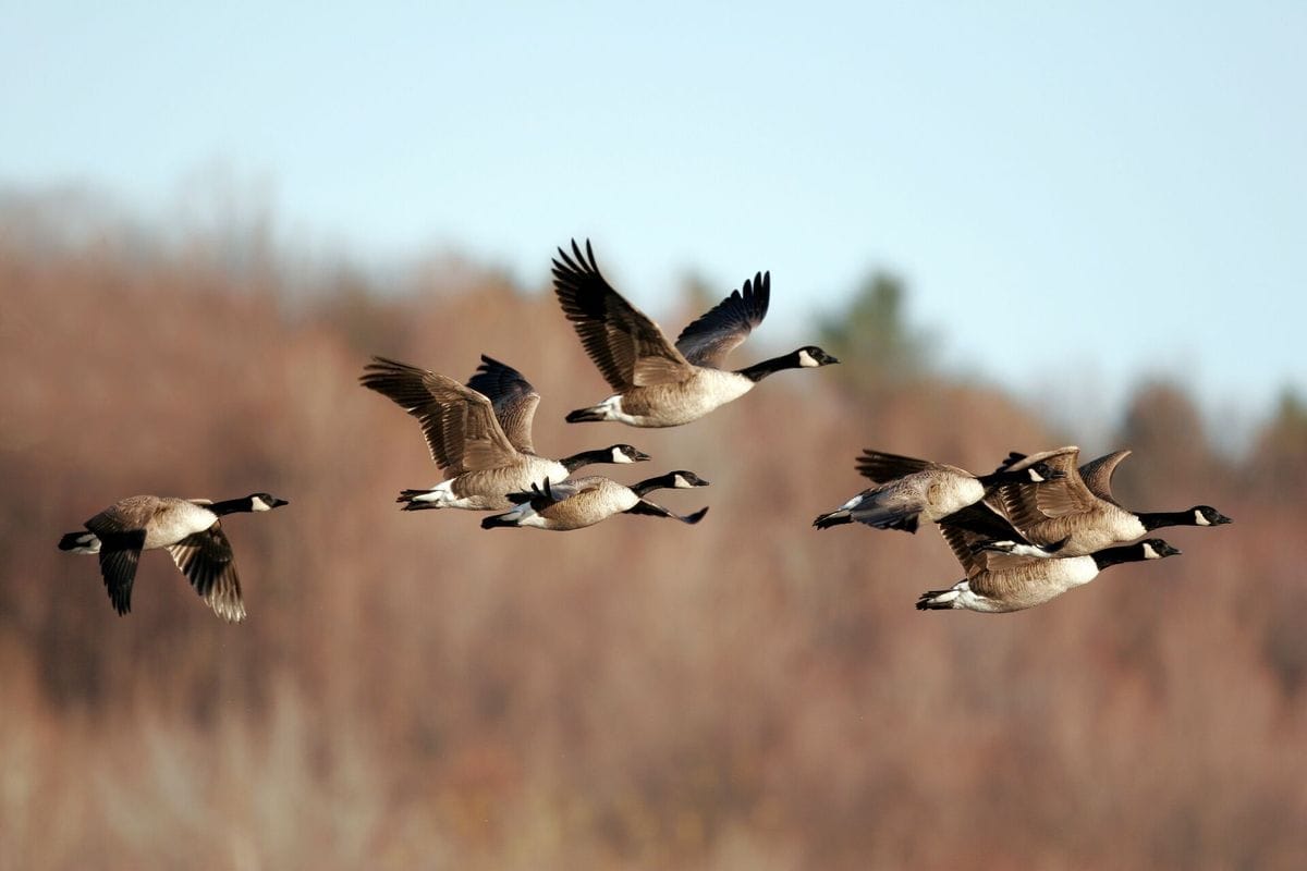 Flock of geese in flight, waterfowl migration concept.