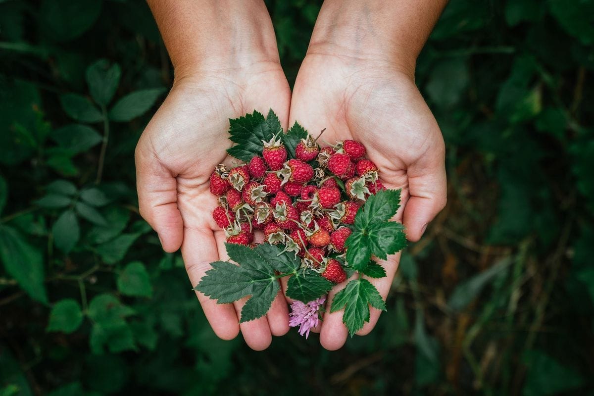 Close-up of hands holding berries, hunting and foraging concept.