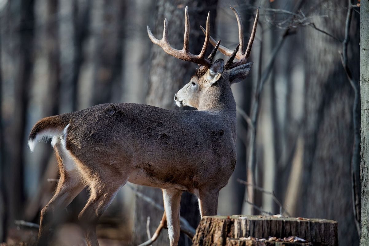 Side view of a whitetail buck, Virginia deer season 2025 concept.