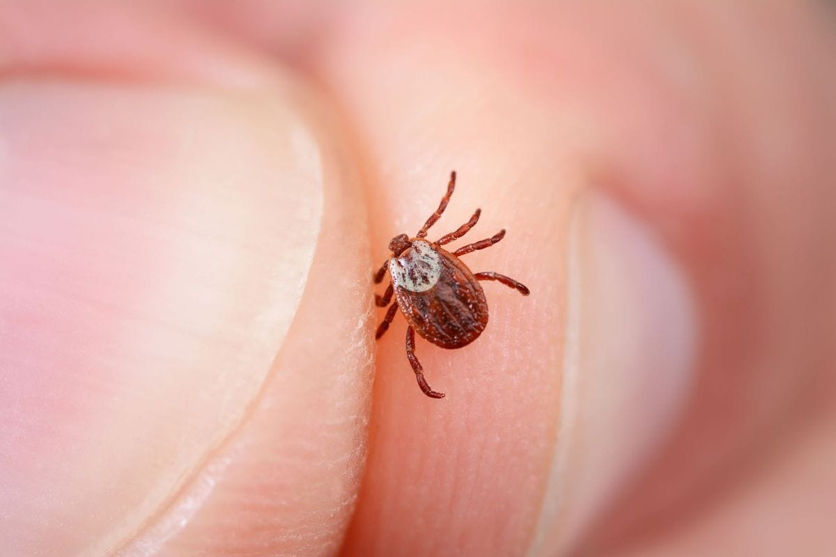 A tick held between two fingers, how to combat ticks when hunting concept.