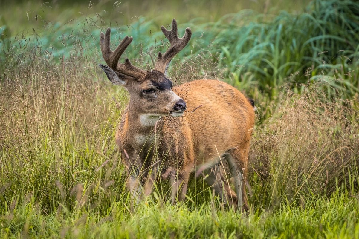 A black tailed deer in the brush.